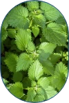 Image of Nettle leaf extract [4% polyphenols] ingredient  of Zinamax for acne